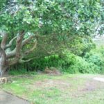 IMG_20210120_081843